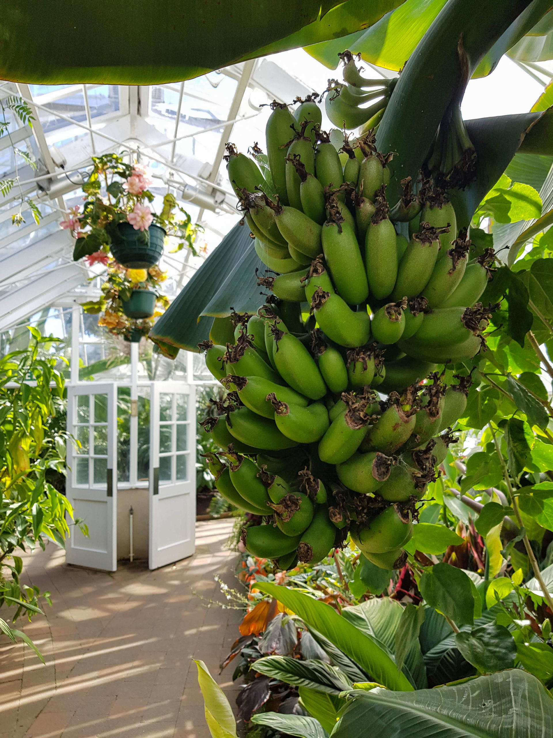 Bananes serre tropicale jardin botanique Dunedin