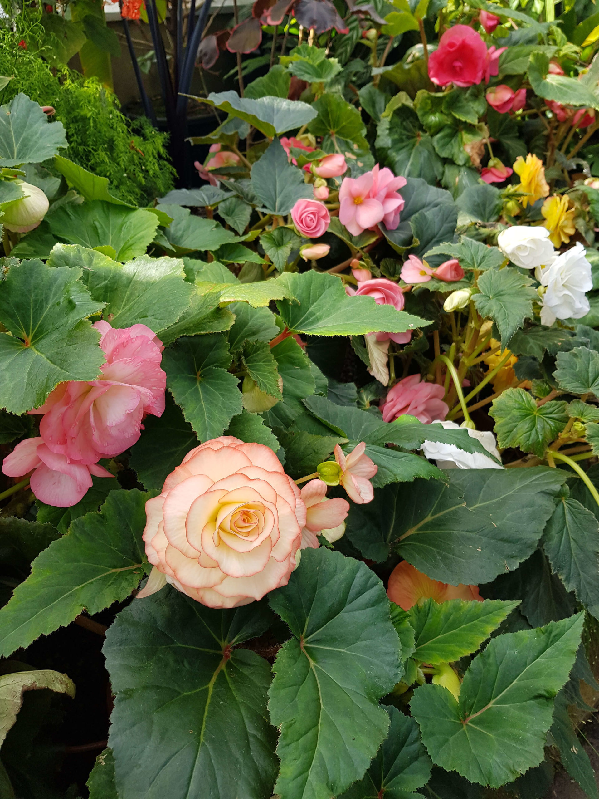 Fleurs serre tropicale jardin botanique Dunedin
