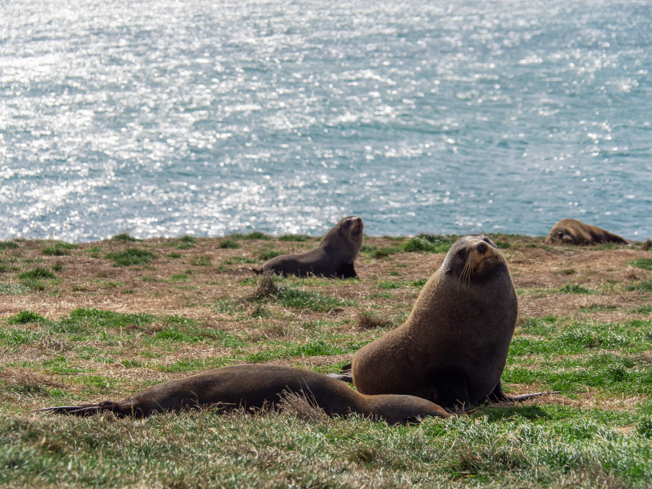 Otaries endormies Kakiti point Nouvelle-Zélande
