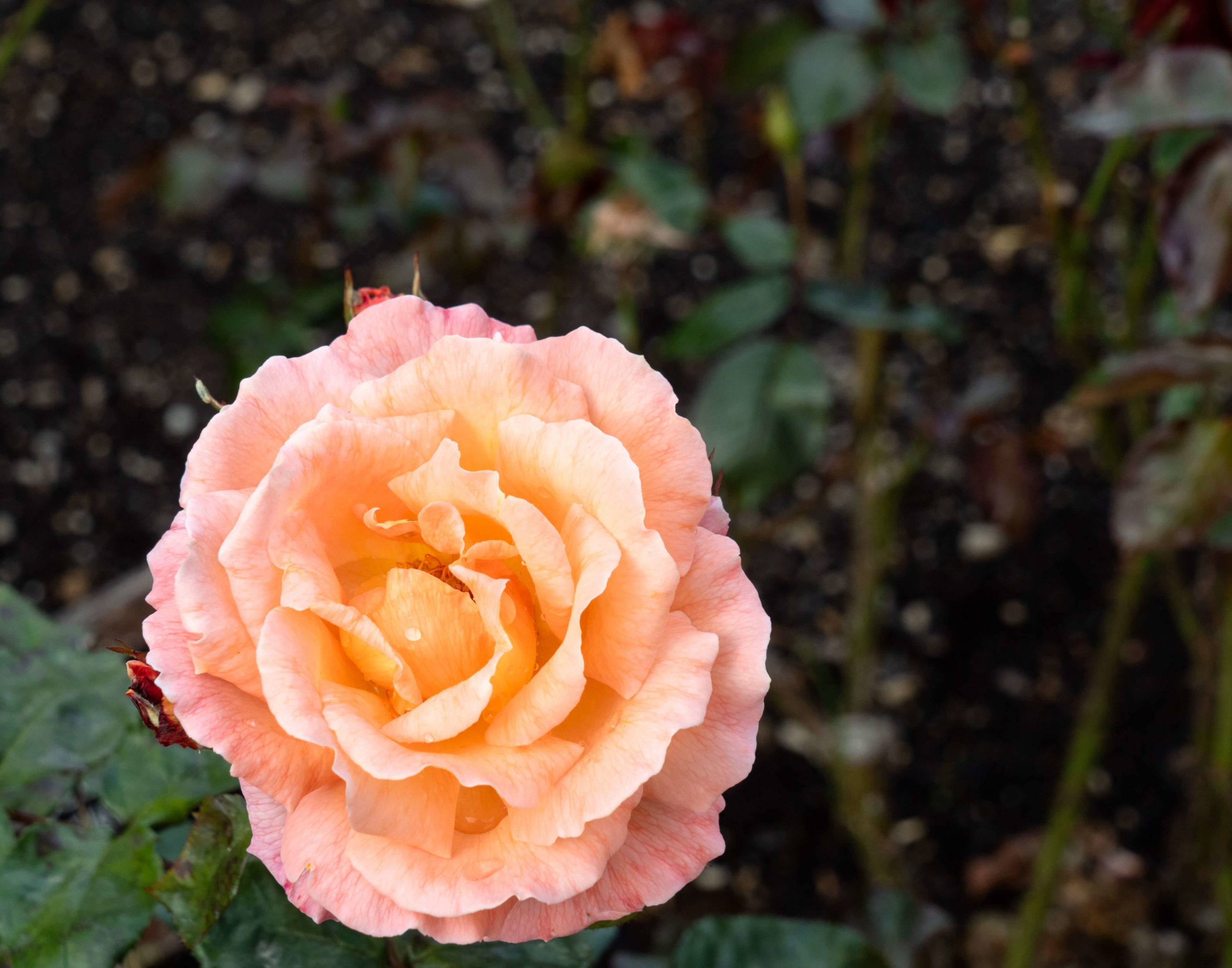 Rose jardin botanique Dunedin