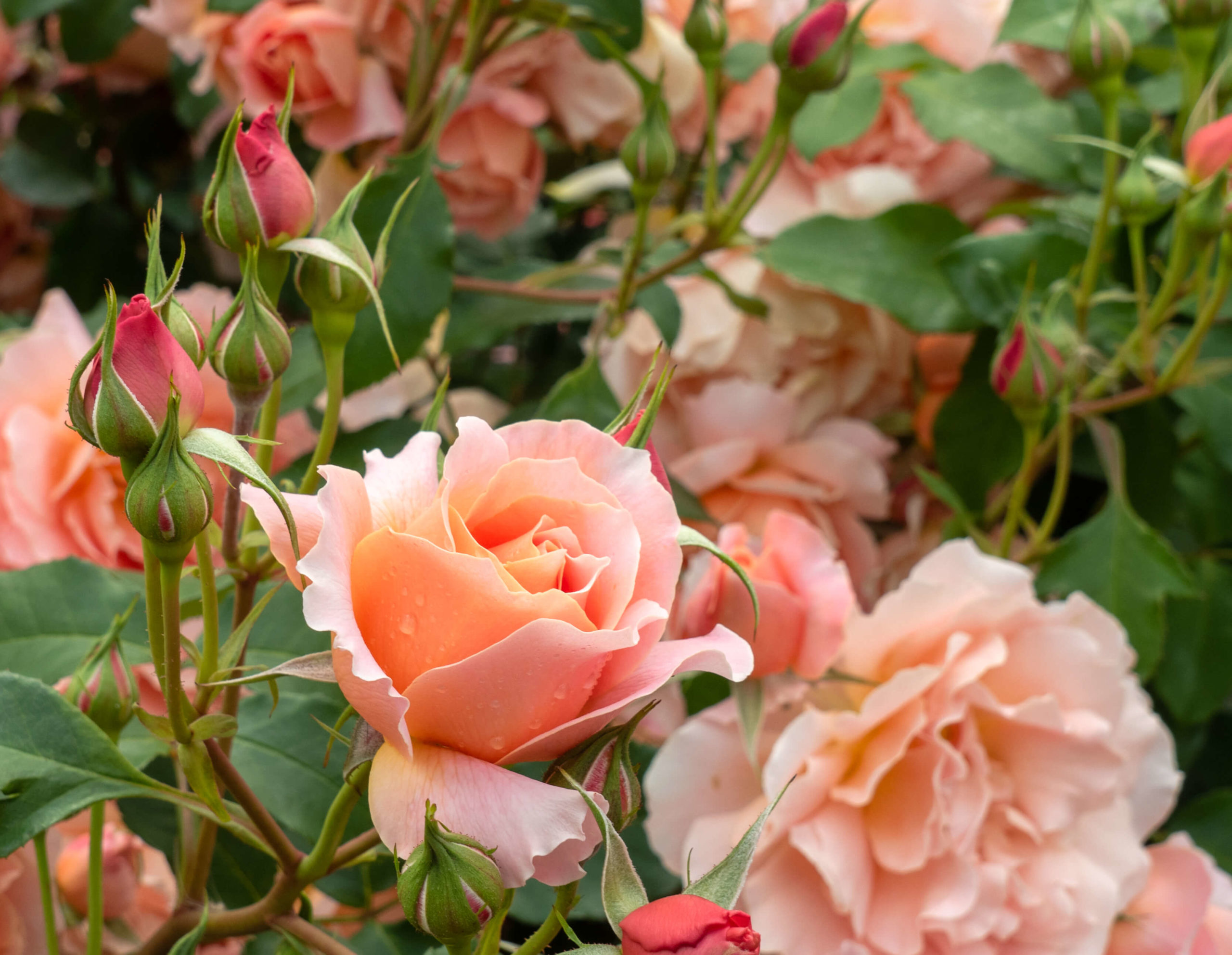 Roses bosquet jardin botanique Dunedin