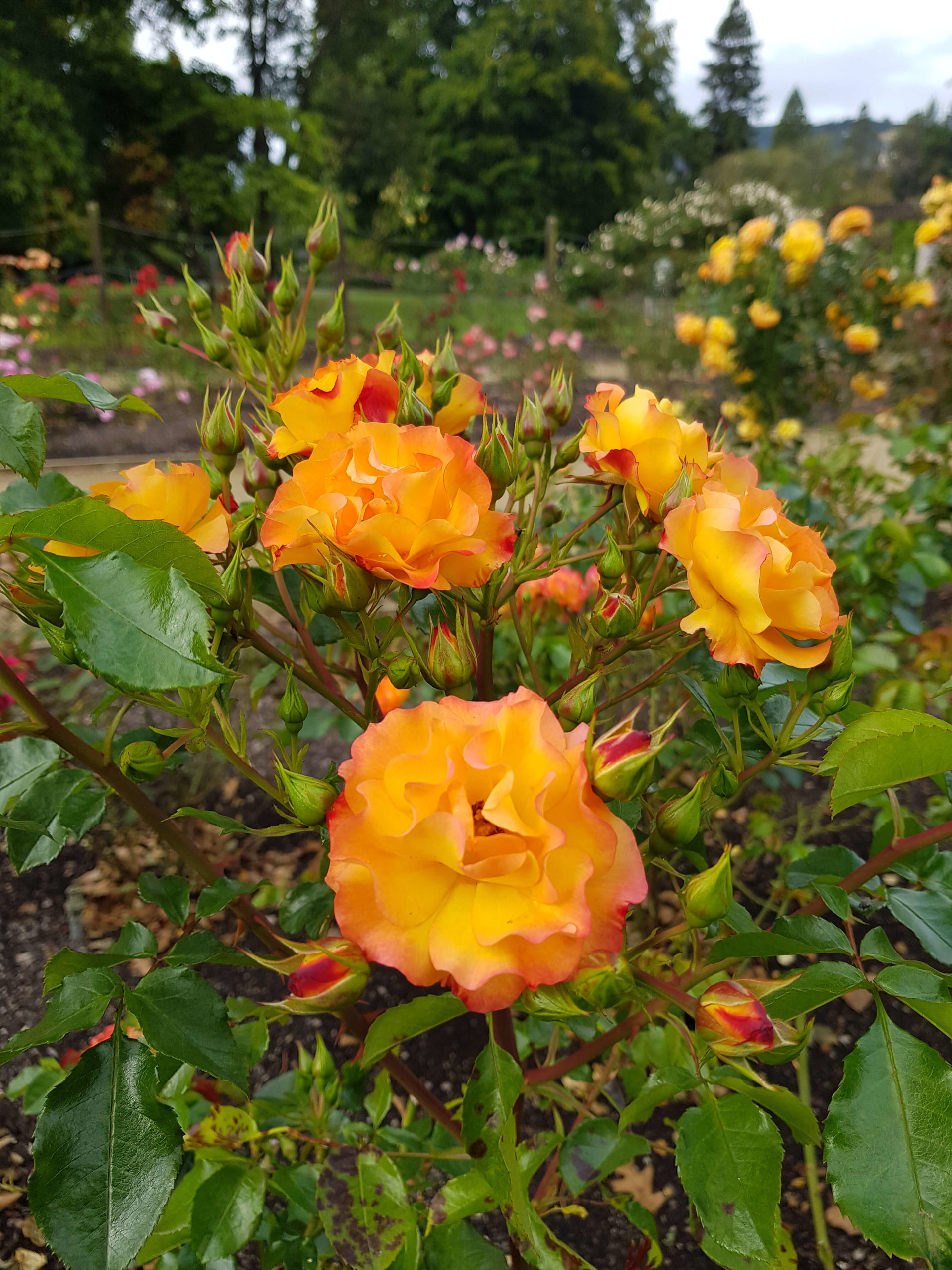 Roses oranges jardin botanique Dunedin