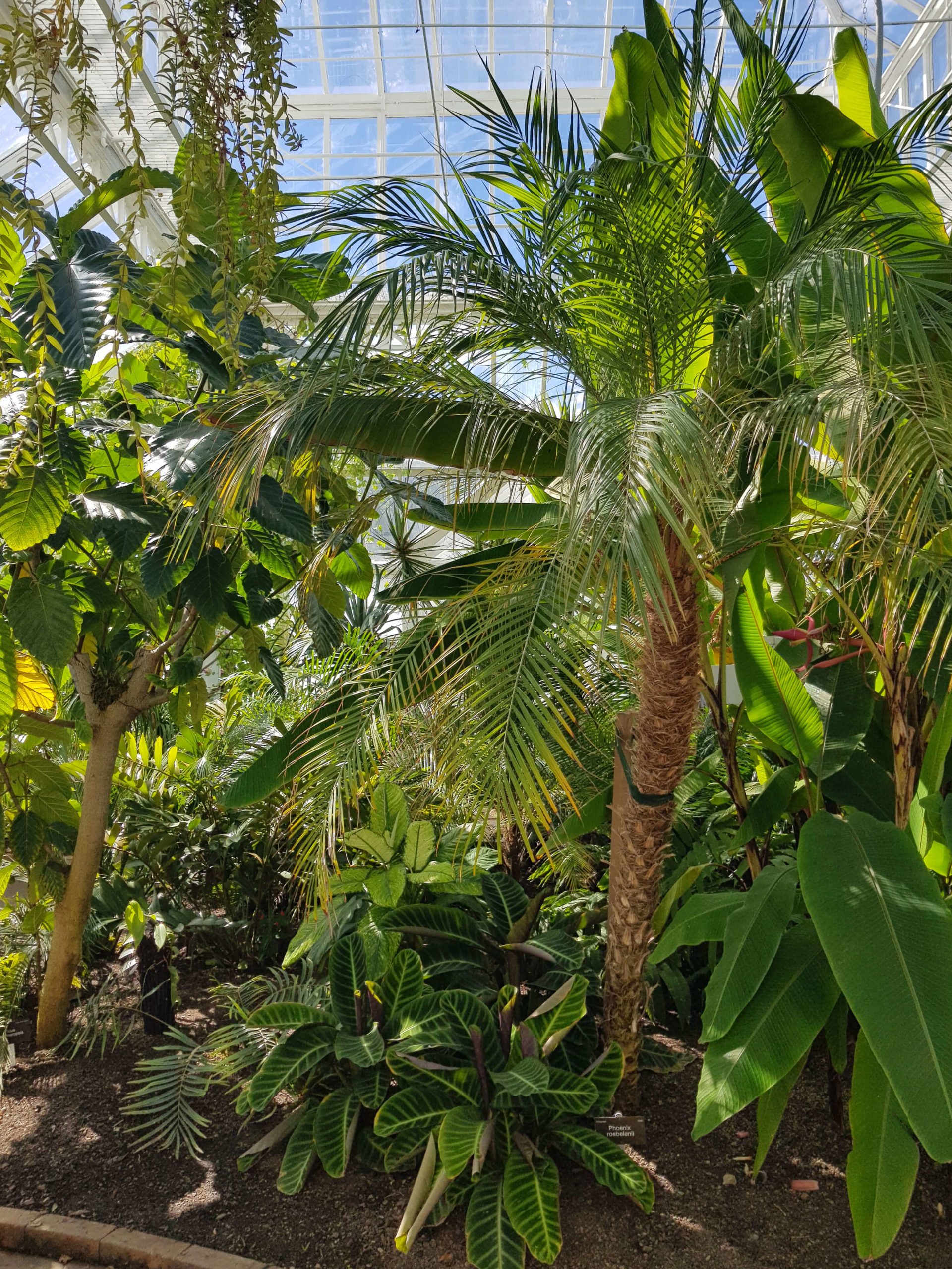 Serre tropicale jardin botanique Dunedin
