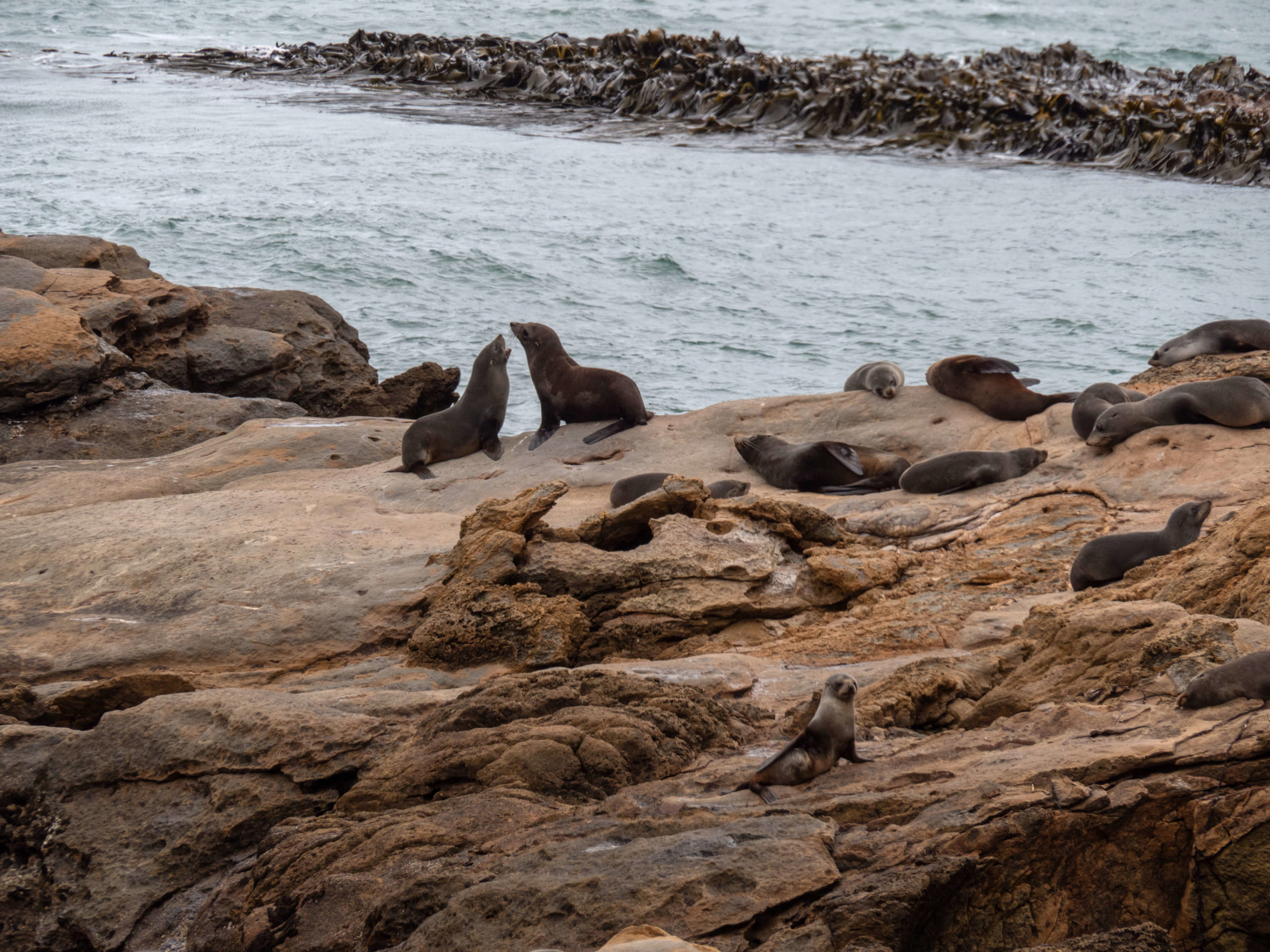 Combat de deux otaries Shag point Nouvelle-Zélande