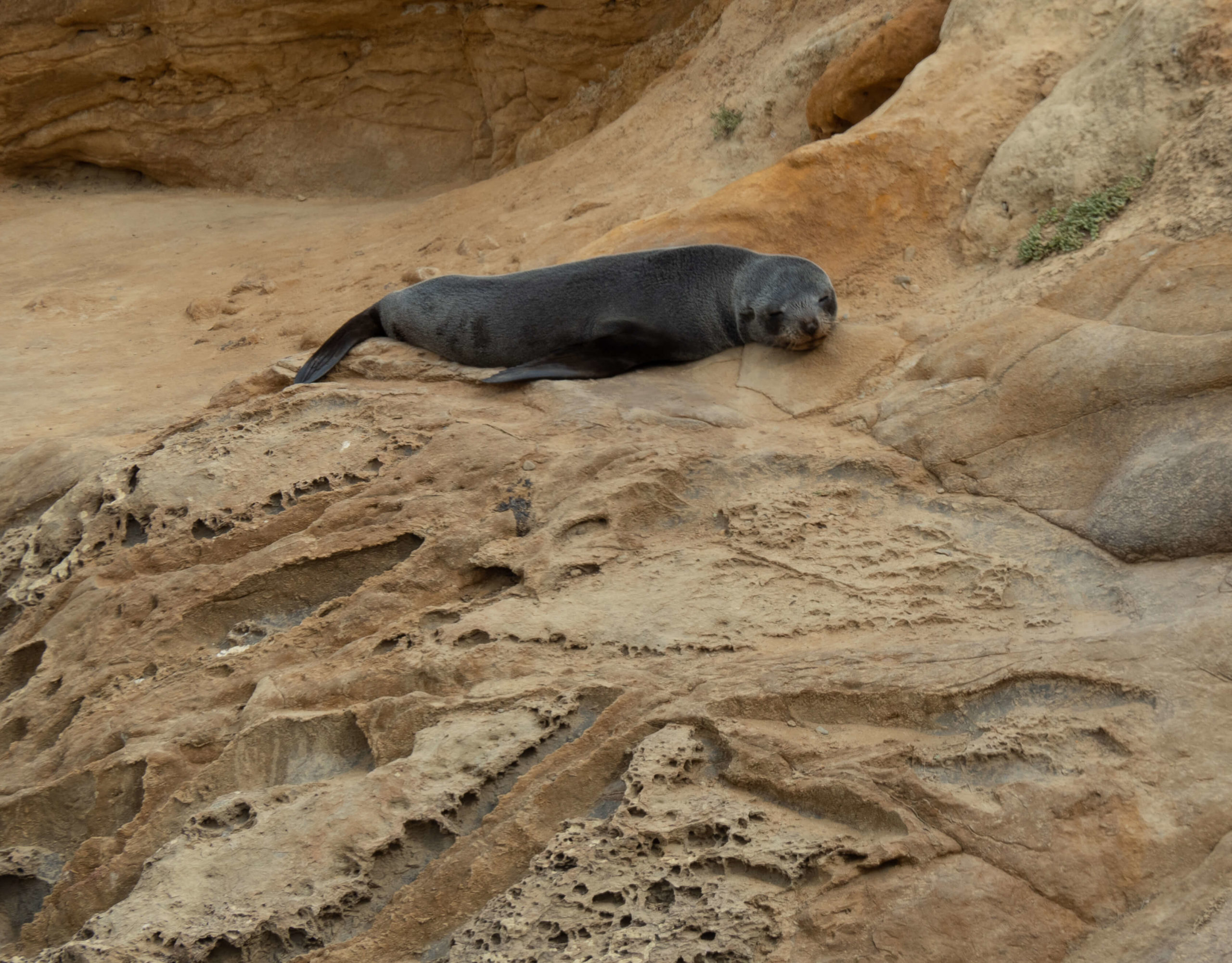 Otarie endormie sur rocher Shag point Nouvelle-Zélande