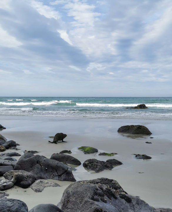 Otarie retournant à l'eau sur la plage Aramoana beach Nouvelle-Zélande